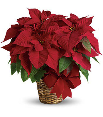 Red Poinsettia from Sharon Elizabeth's Floral Designs in Berlin, CT